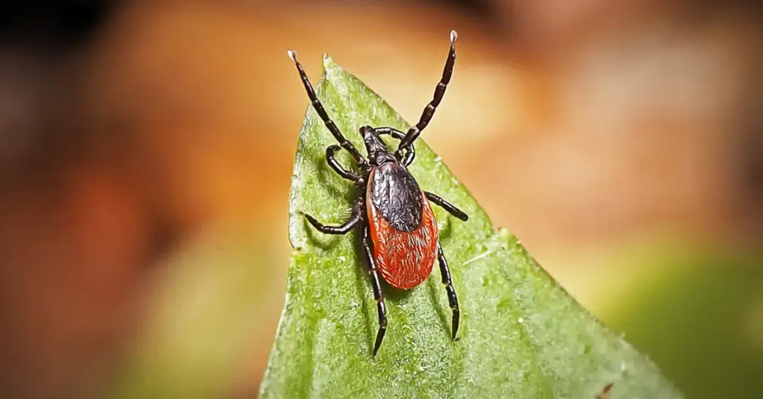 Czym smarować miejsce po kleszczu, aby uniknąć zakażenia?