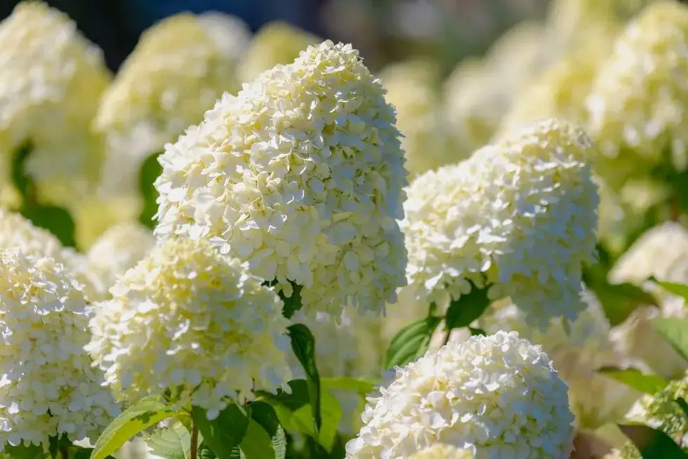 Hortensja nie kwitnie? Poznaj 7 przyczyn i skuteczne rozwiązania