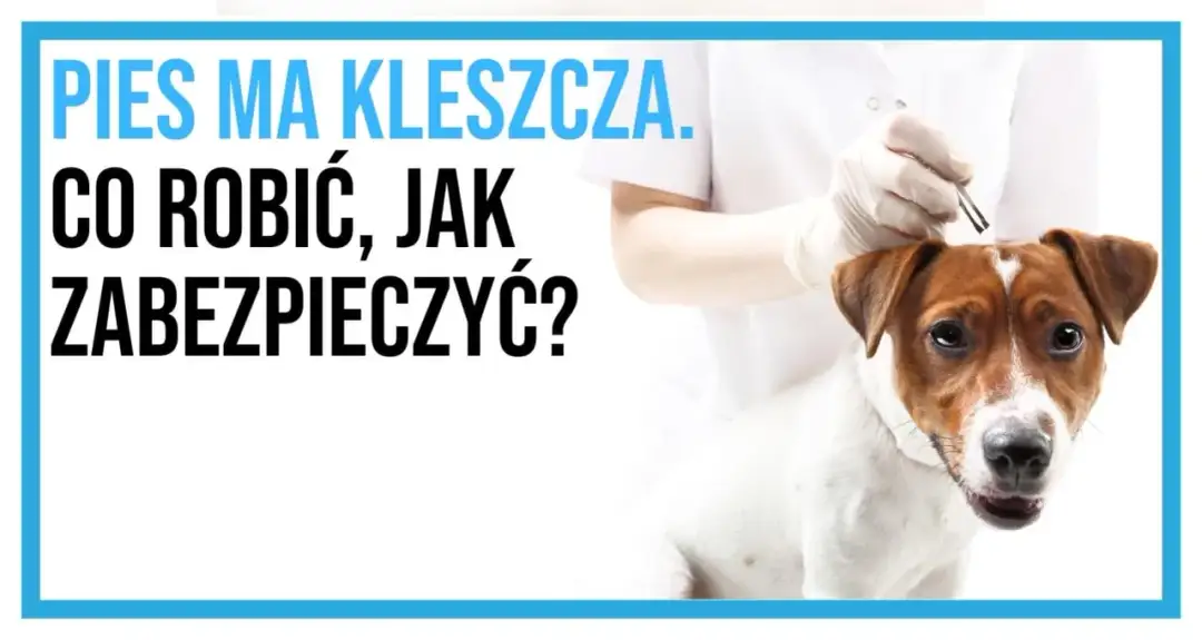 Pies apatyczny po kleszczu bez gorączki? Dlaczego to sygnał alarmowy