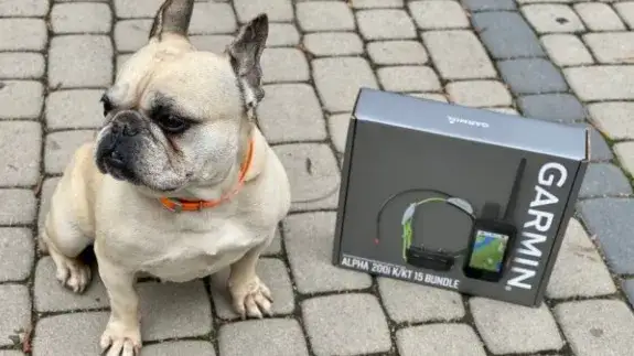 Lokalizator dla psa: GPS, Bluetooth, abonament. Jak wybrać?