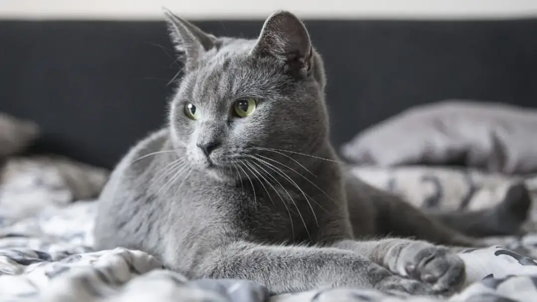 Szary kot Afrodyty - unikalne cechy, pielęgnacja i dostępność w Polsce