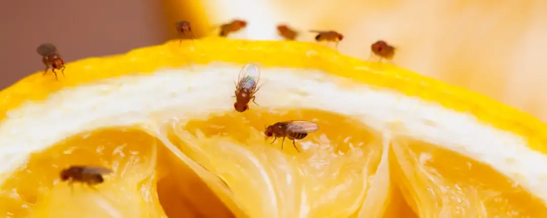 Muszki w kuchni? Skuteczne sposoby na pozbycie się ich raz na zawsze