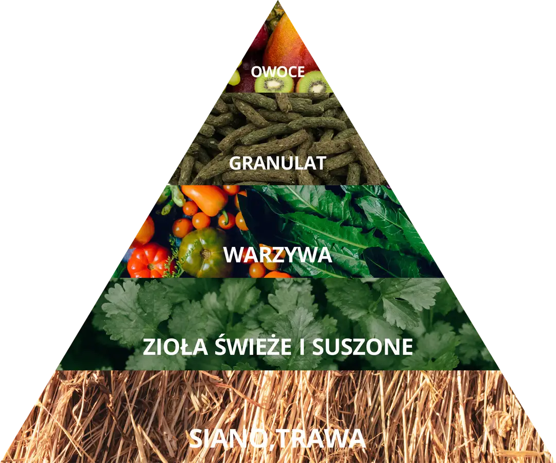 Co może jeść królik miniaturka? Kompletny poradnik żywienia