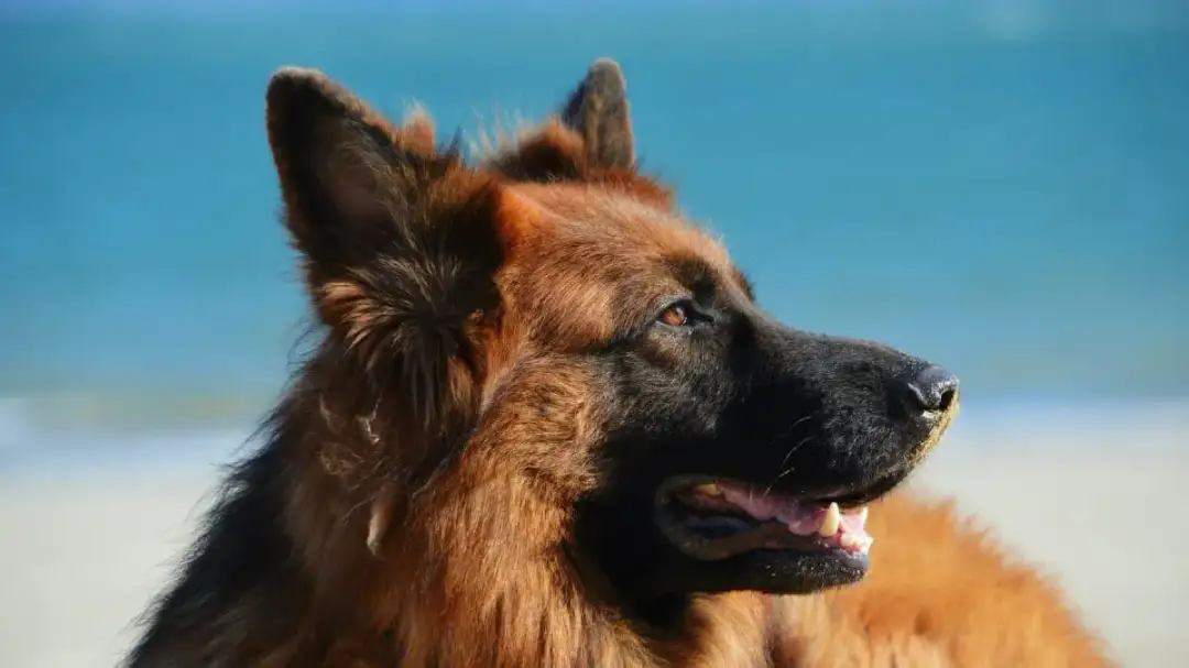 Jak długo żyją owczarki niemieckie i co wpływa na ich długość życia?