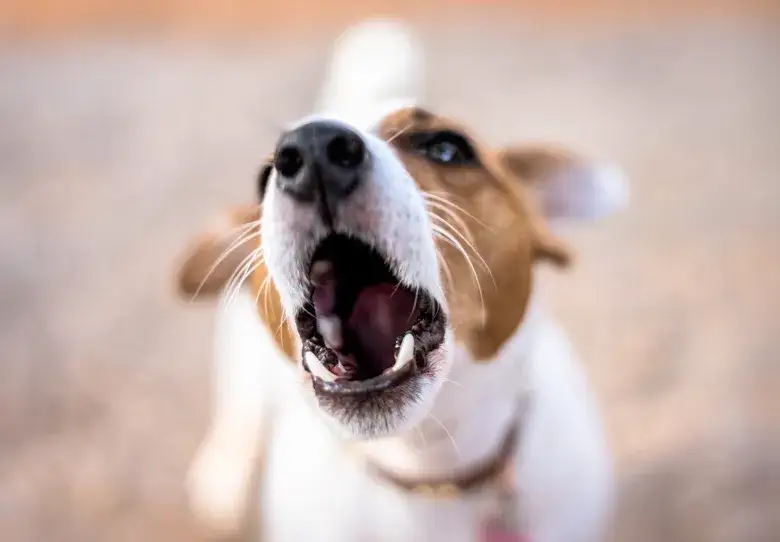 Jak wybrać obrożę dla psa przeciw szczekaniu: skuteczne metody i porady