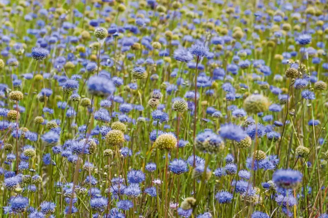 Jakie rośliny na piaszczystą glebę wybrać, aby uniknąć niepowodzeń?