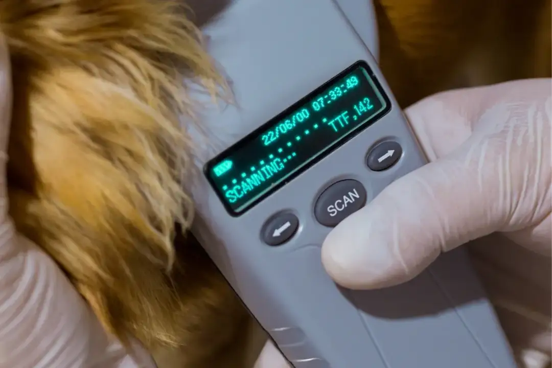 Jak wygląda chip dla psa? Bezpieczny i niewidoczny sposób na identyfikację