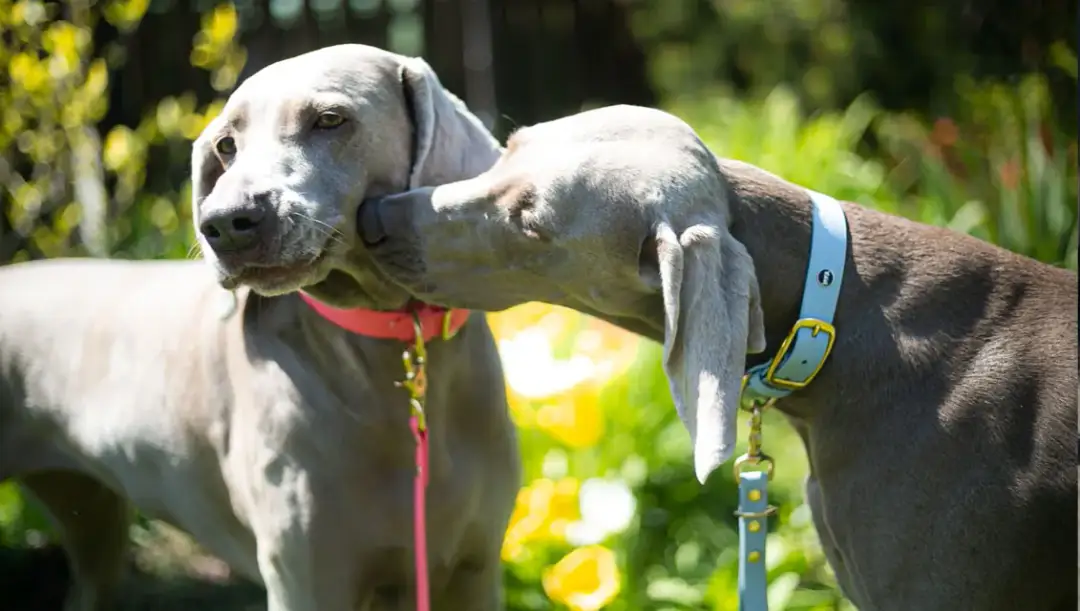 Czy pies może wejść do ogrodu botanicznego? Poznaj zasady i uważaj na zakazy!