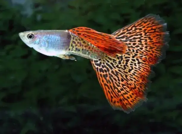 Ile trwa ciąża u ryby gupik? Odkryj tajemnice ich rozmnażania