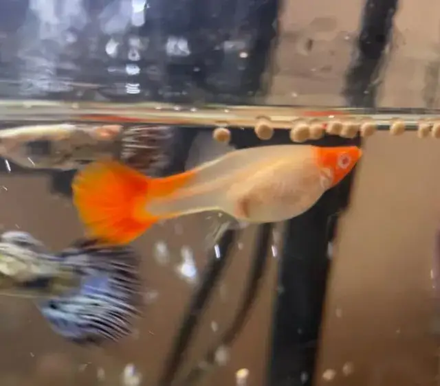 Jak rozpoznać ciążę u gupika - objawy, które mogą zaskoczyć