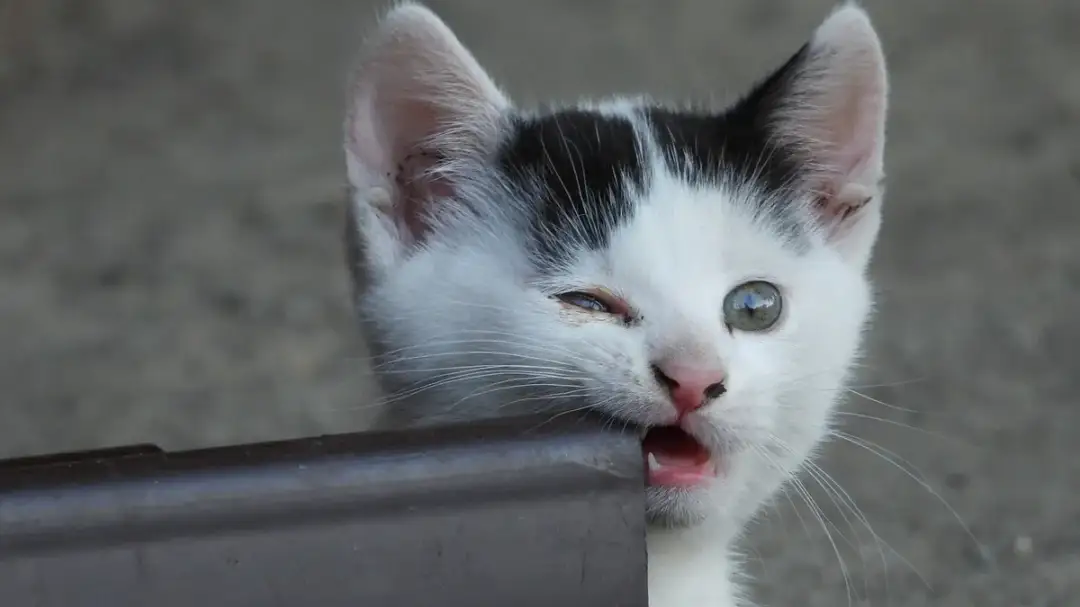 Jak oduczyć kotka gryzienia - skuteczne metody na złagodzenie problemu