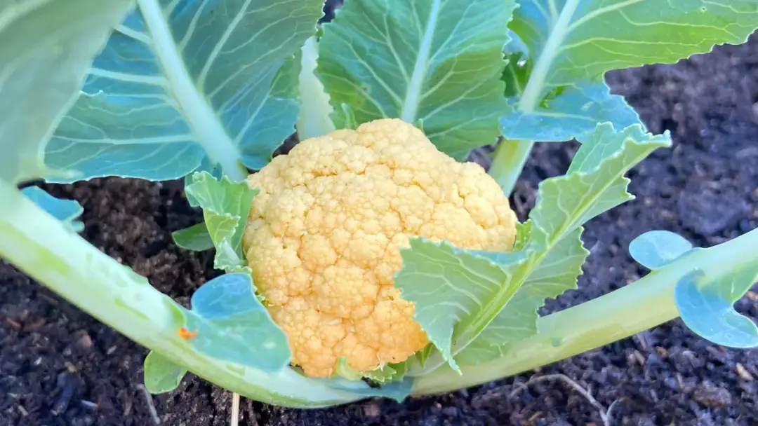 Dlaczego kalafior kwitnie? Jak zapobiec i uratować plon?