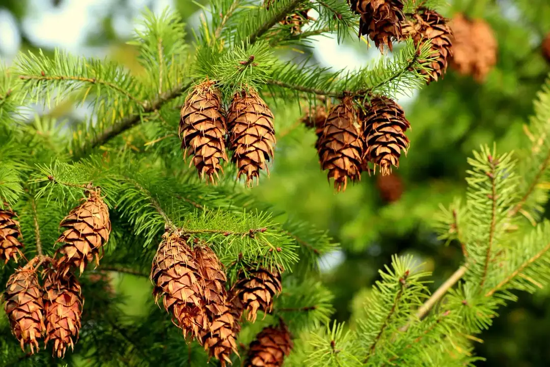Choroby daglezji - jak sobie z nimi radzić? Skuteczne porady