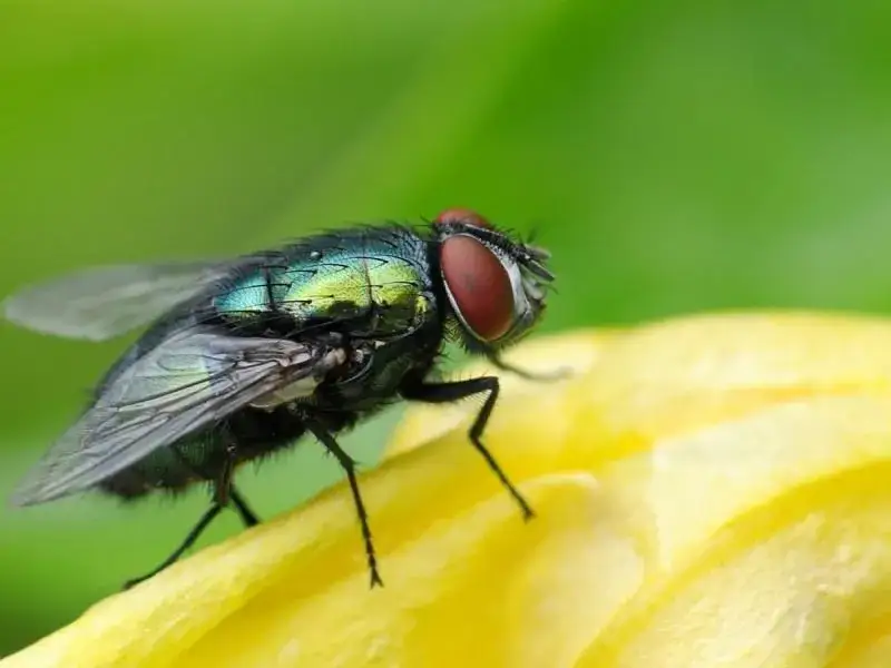 Jak muchy przetrwają zimę? Sekrety ich hibernacji i miejsca ukrycia