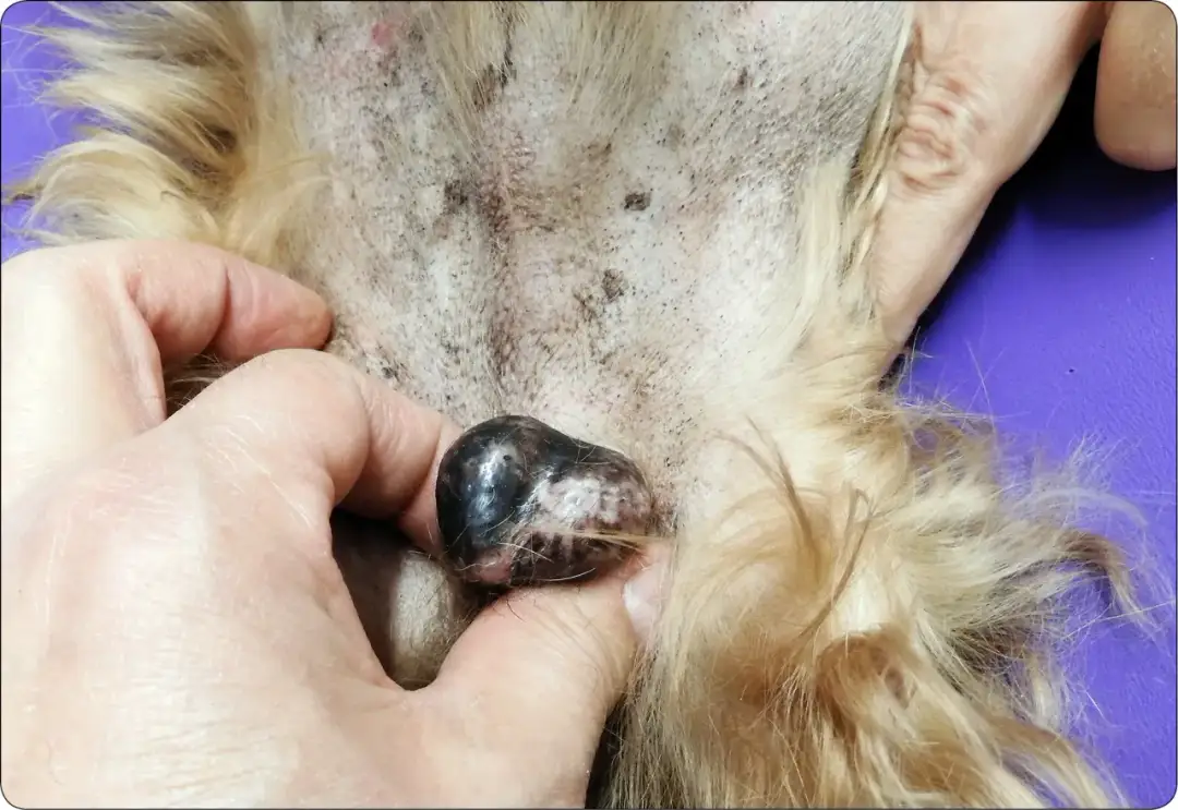 Wnętrostwo i zgryz u psa: wady dyskwalifikujące. Co musisz wiedzieć?