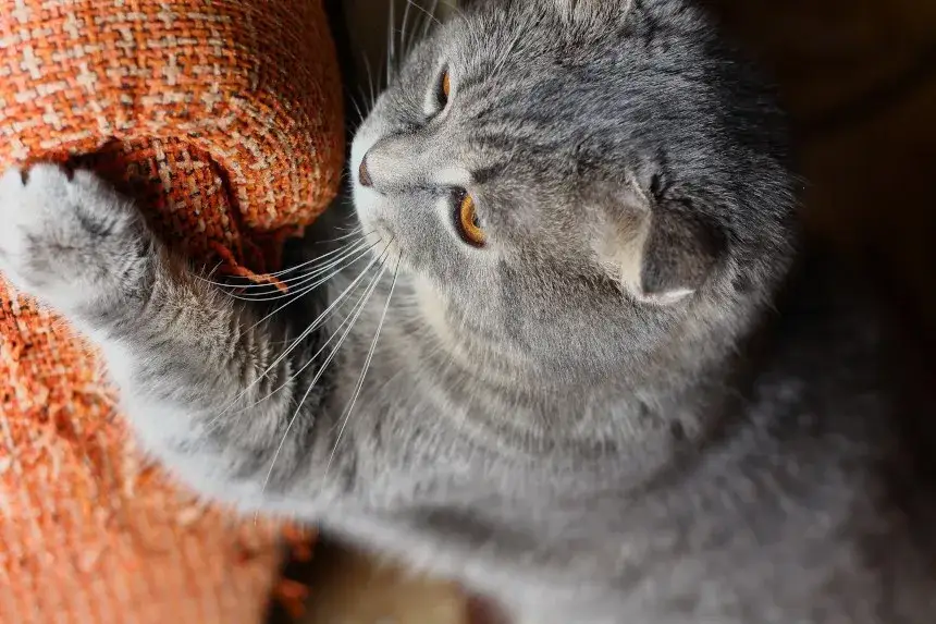 Kotka znaczy teren? Poznaj przyczyny i skuteczne rozwiązania!