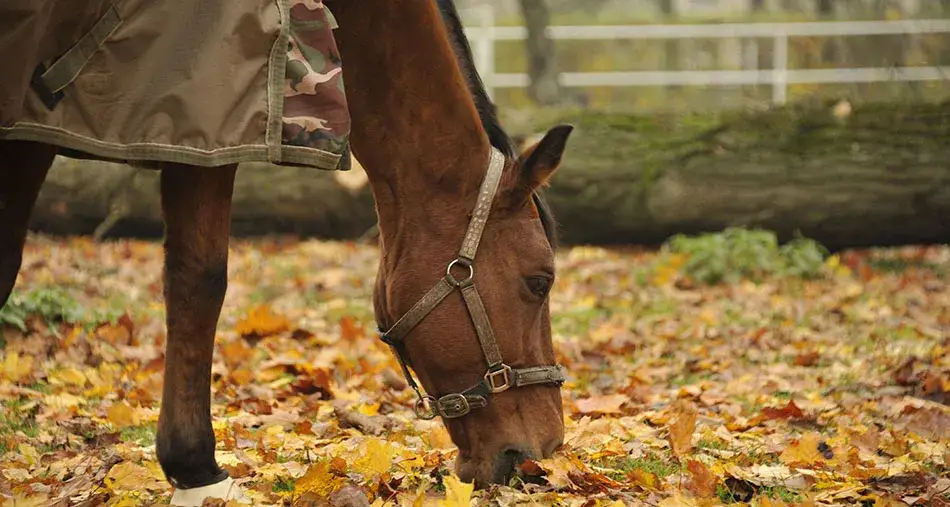 Hodowla koni i jeździectwo w Lublinie - najlepsze miejsca i możliwości