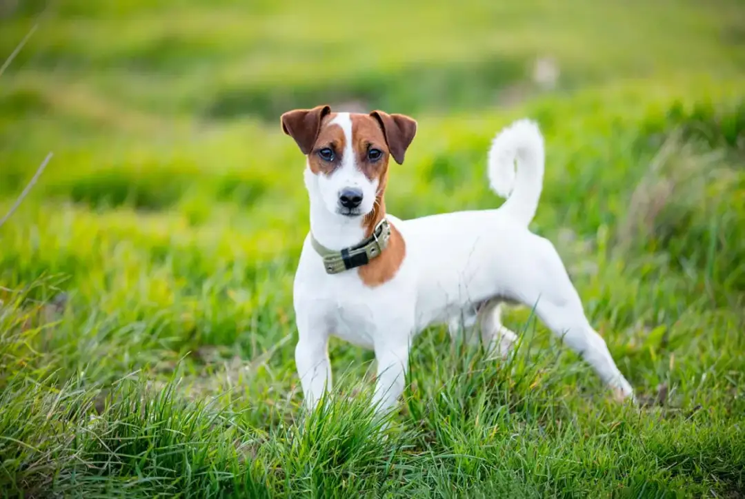 Jack Russell Terrier ma włosy czy sierść? Poznaj tajemnice jego futra