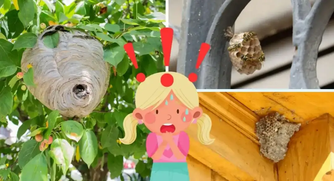 Skuteczne sposoby, jak pozbyć się os z balkonu bez ryzyka