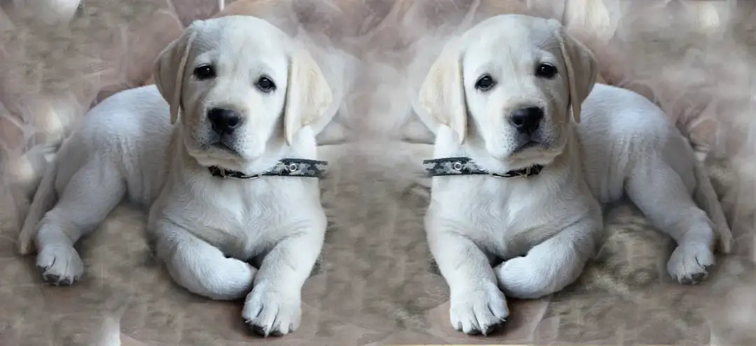 Jak wytresować psa labradora: Kompletny poradnik na każdy etap szkolenia