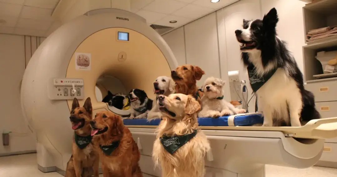 Twój pies rozumie mowę? Badania fMRI zmieniają perspektywę.