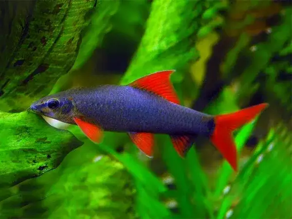 Ile kosztuje rekin do akwarium: rzeczywiste koszty zakupu i utrzymania