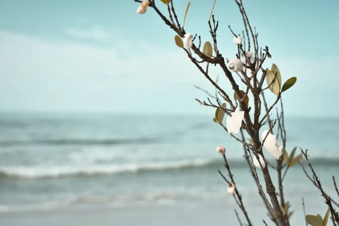 Najlepsze miejsca do zbierania muszli nad Bałtykiem, które musisz znać