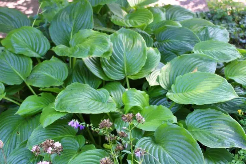 Jaki nawóz do funkii? Sprawdź skuteczne metody nawożenia