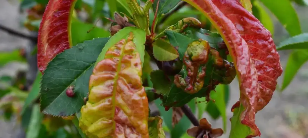 Jak skutecznie opryskiwać brzoskwinie przed kędzierzawością liści - poradnik