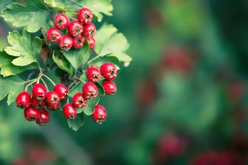 Jak przygotować herbatę z głogu - najlepszy przepis na zdrowy napar