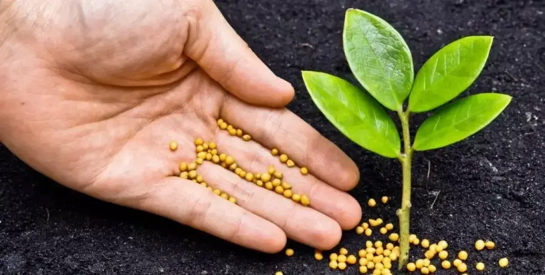 Objawy niedoboru fosforu u roślin – jak je rozpoznać i uniknąć problemów