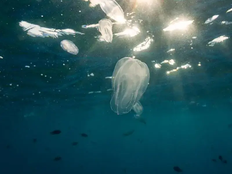 Poznaj fascynujące zwierzęta żyjące w Bałtyku - gatunki morskie i słodkowodne