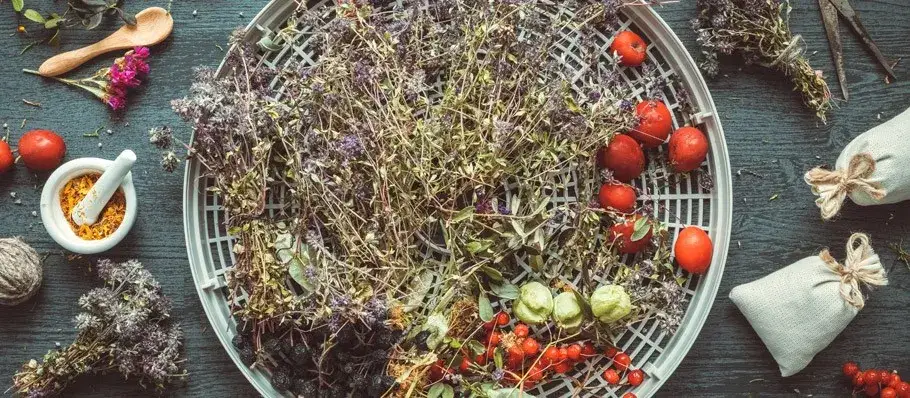 Jak suszyć oregano w suszarce - proste kroki, by nie stracić smaku