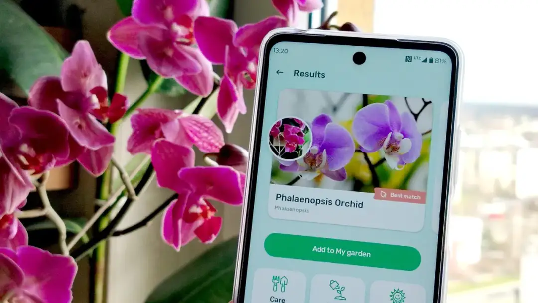 Telefon z aplikacją do rozpoznawania roślin pokazuje zdjęcie storczyka Phalaenopsis.
