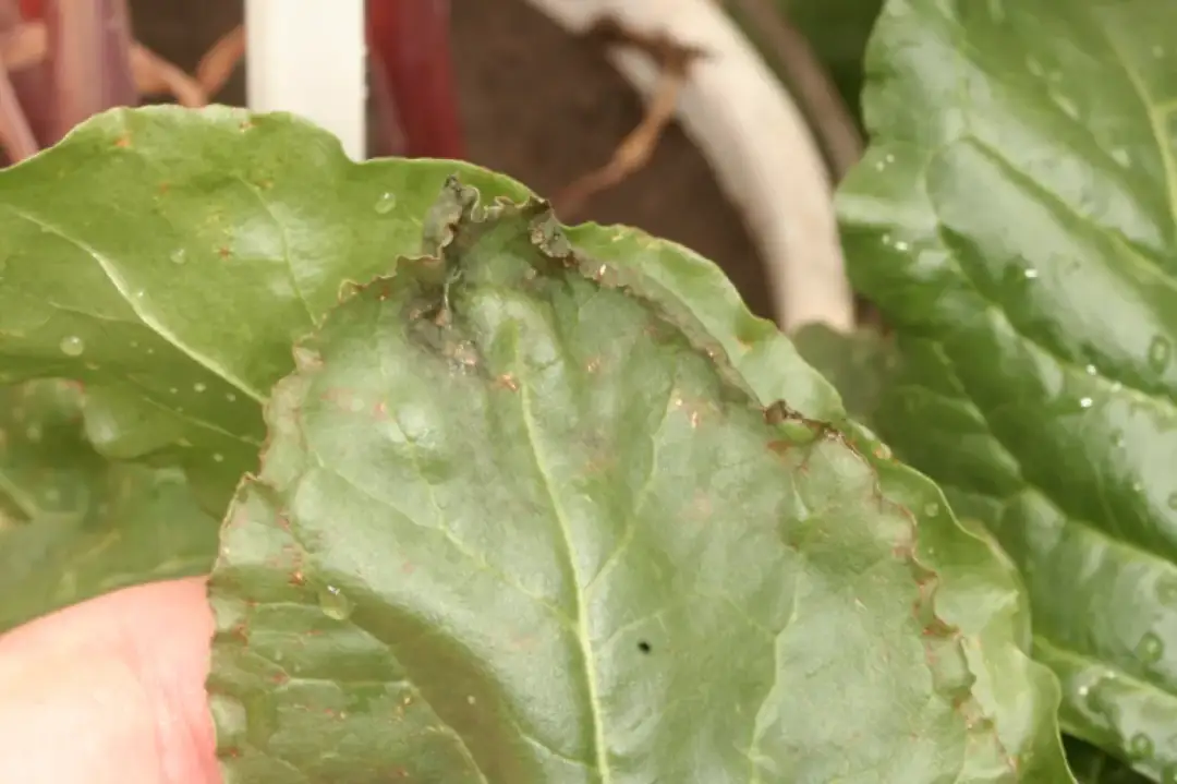 Niedobór wapnia objawy skórne: Jak rozpoznać niepokojące symptomy