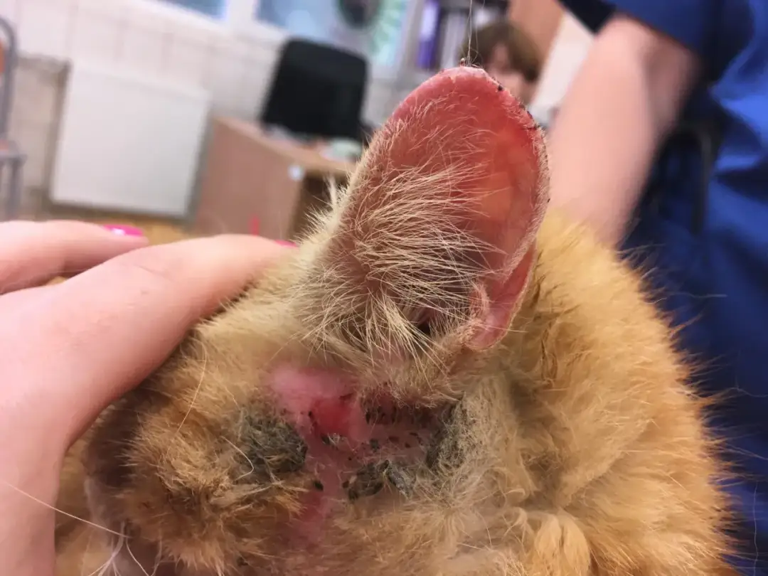 Wrzody u kota: objawy, przyczyny i jak skutecznie leczyć