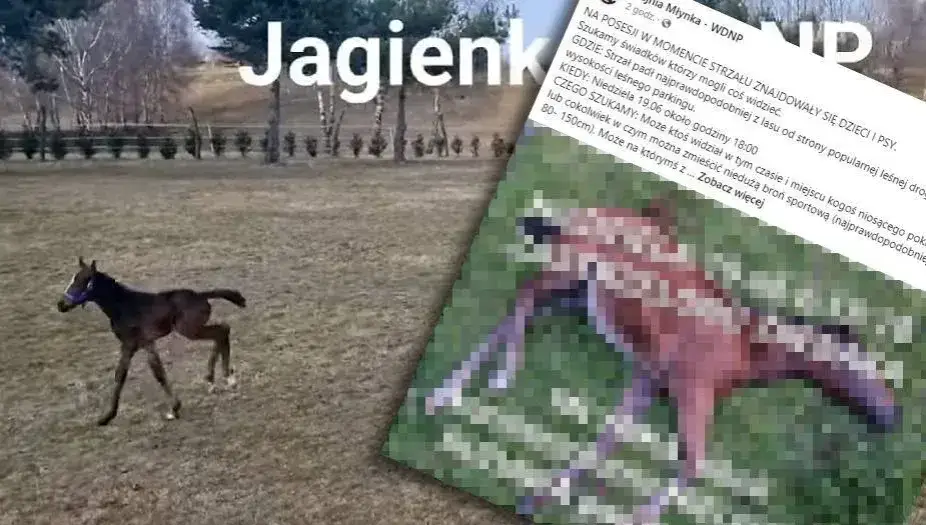 Tragiczne wydarzenia w stadninie koni w Wernejówce – co się stało?