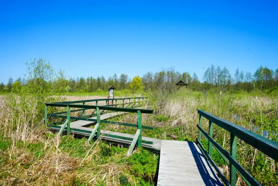 Jak dotrzeć do rezerwatu Bagno Całowanie? Mapa i wskazówki