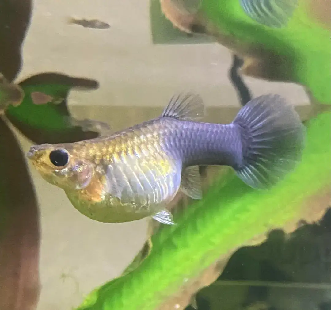 Jak długo gupik jest w ciąży? Odkryj sekrety i czynniki wpływające