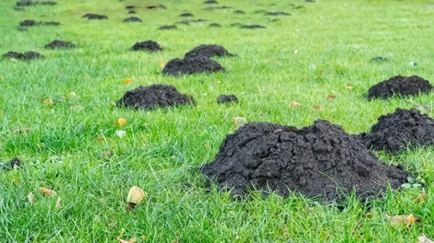 Ile kretów na działce? Poznaj zaskakującą prawdę o populacji