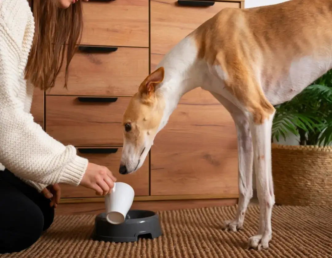 Skuteczne sposoby na apetyt dla psa - poznaj naturalne rozwiązania