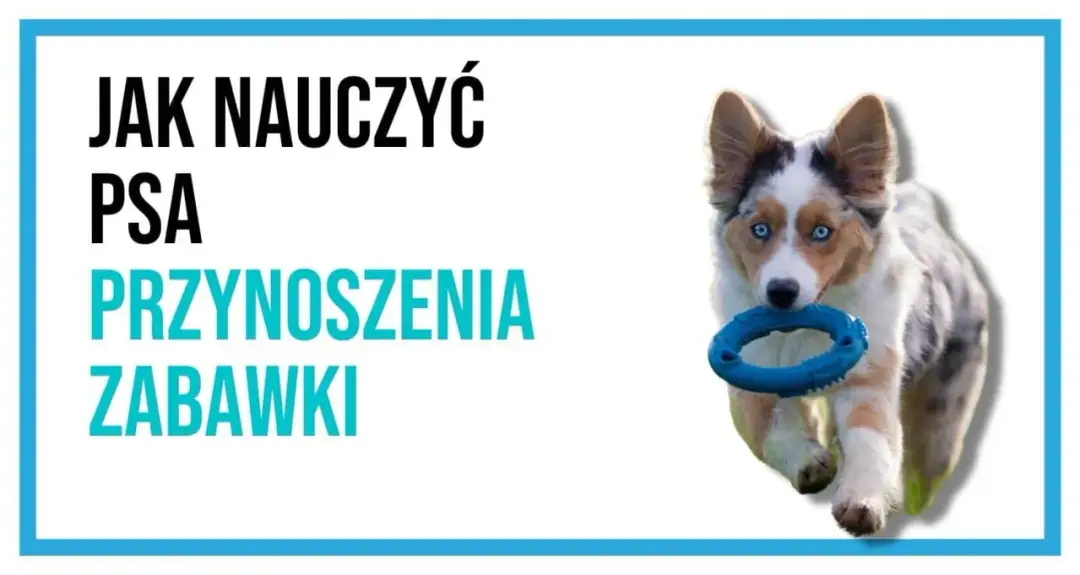 Jak nauczyć psa oddawać piłkę – skuteczne metody treningu i porady