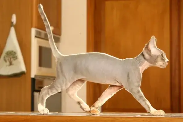 Jak oduczyć kota wchodzenia na stół: skuteczne metody i porady