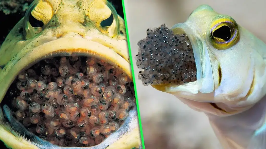 Jak rozmnażają się zwierzęta? Odkryj zaskakujące metody i procesy