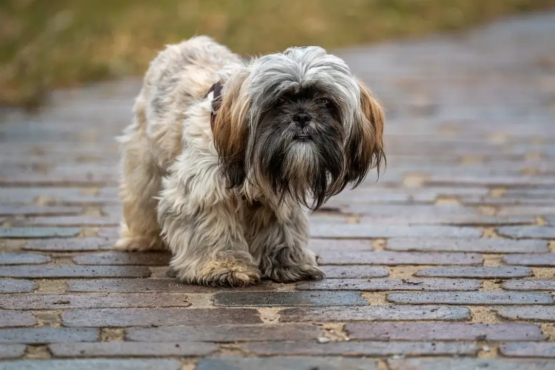 Hydroksyzyna dla psa: Bezpieczeństwo i dawkowanie co radzi weterynarz?