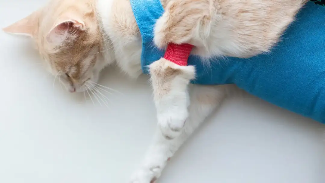 Jak długo kotka dochodzi do siebie po sterylizacji? Przewodnik