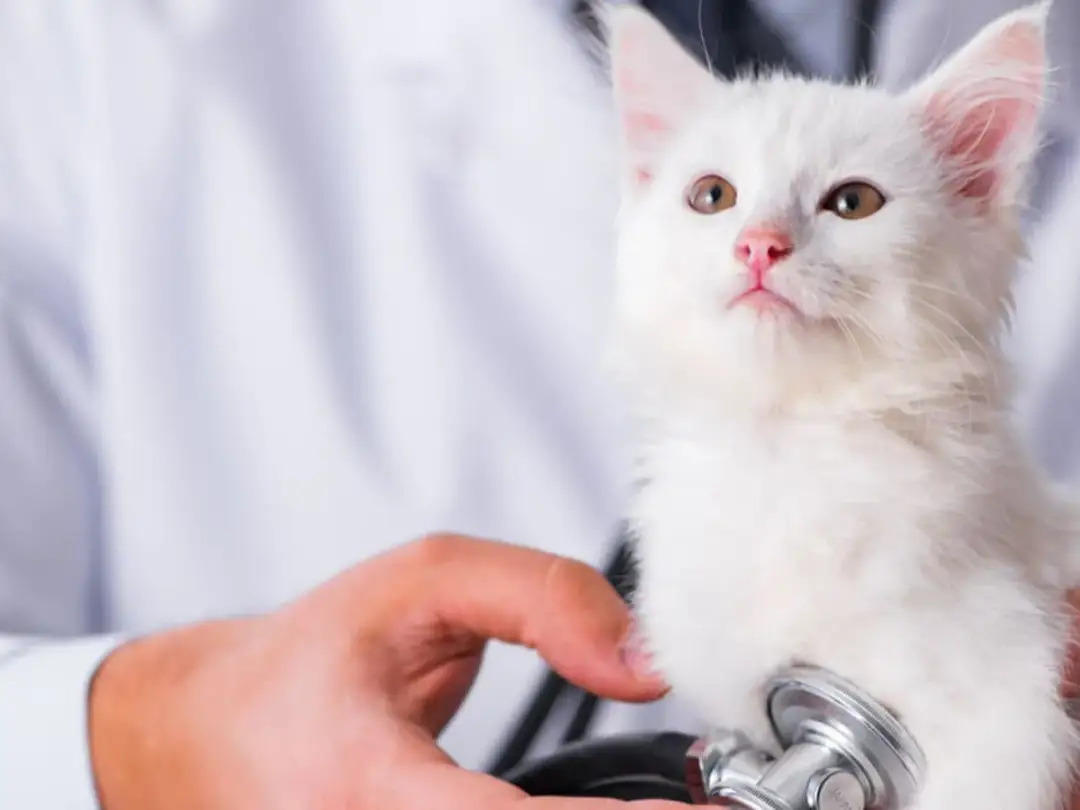 Ile kosztuje wizyta u weterynarza z kotem? Sprawdź ceny i porady