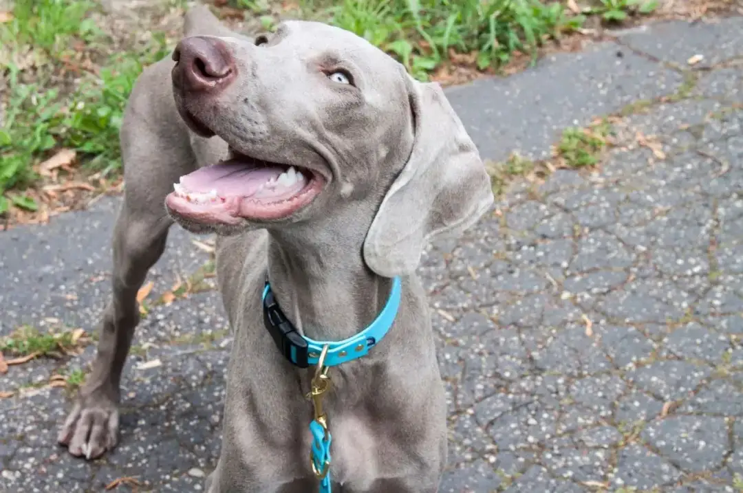 Jak dobrać obrożę dla psa, aby zapewnić mu komfort i bezpieczeństwo