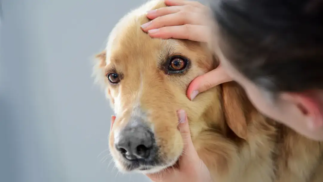 Jęczmień u psa: objawy, przyczyny i skuteczne metody leczenia
