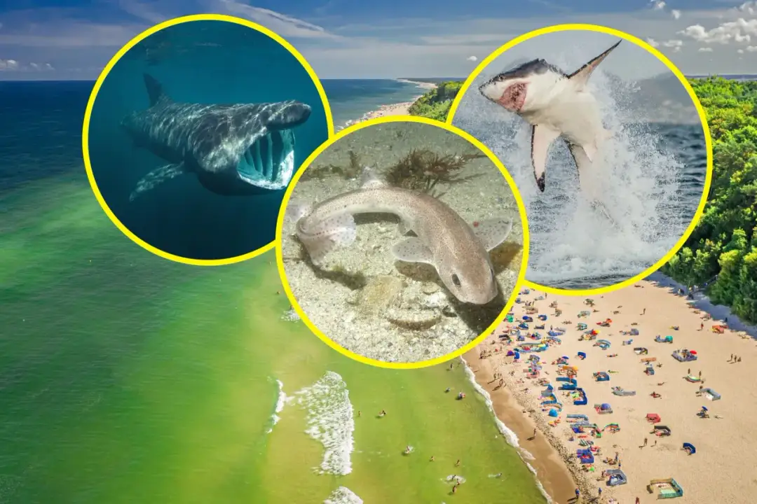 Czy rekiny są w Bałtyku? Fakty o ich obecności i bezpieczeństwie